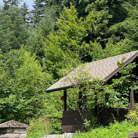оранта * Skhidnytsia